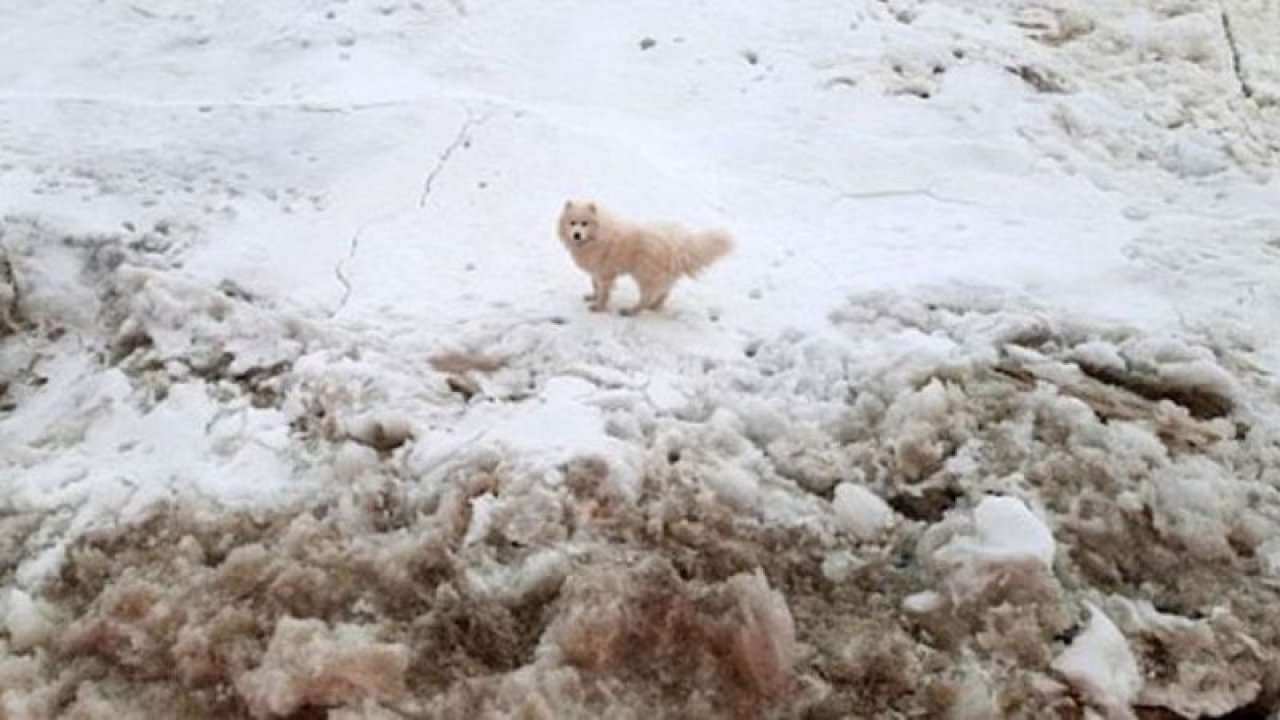 Kuzey Kutbu’nda kaybolan köpeği, Rus buzkıran gemisi buldu