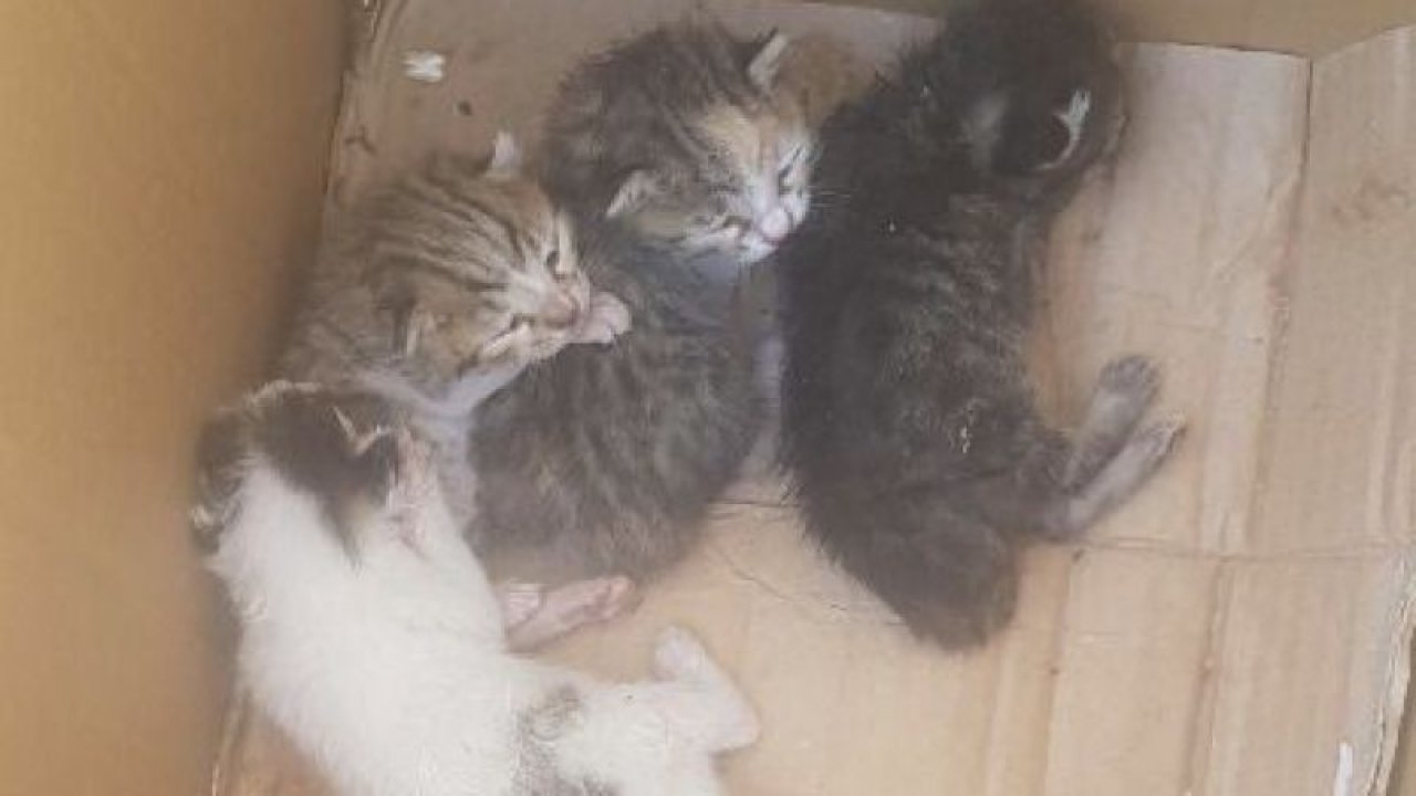 5 Yavru Kedi Anasız kaldı