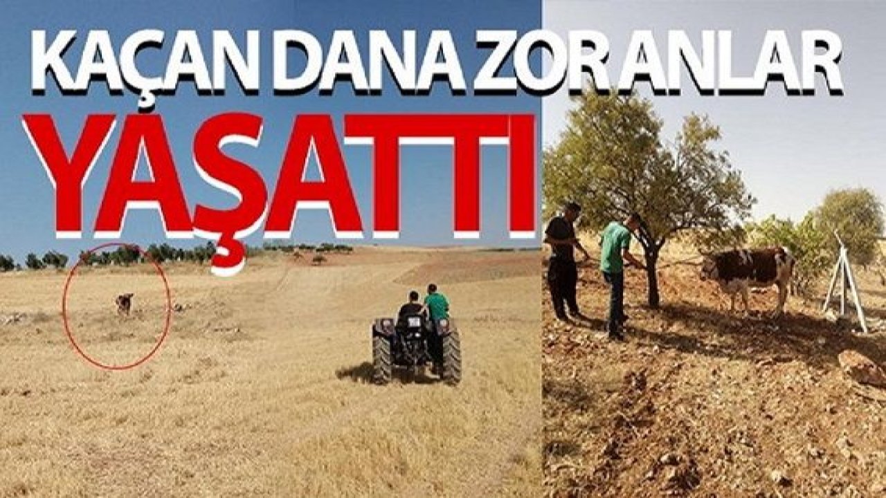 Gaziantep'te kaçan dana zor anlar yaşattı