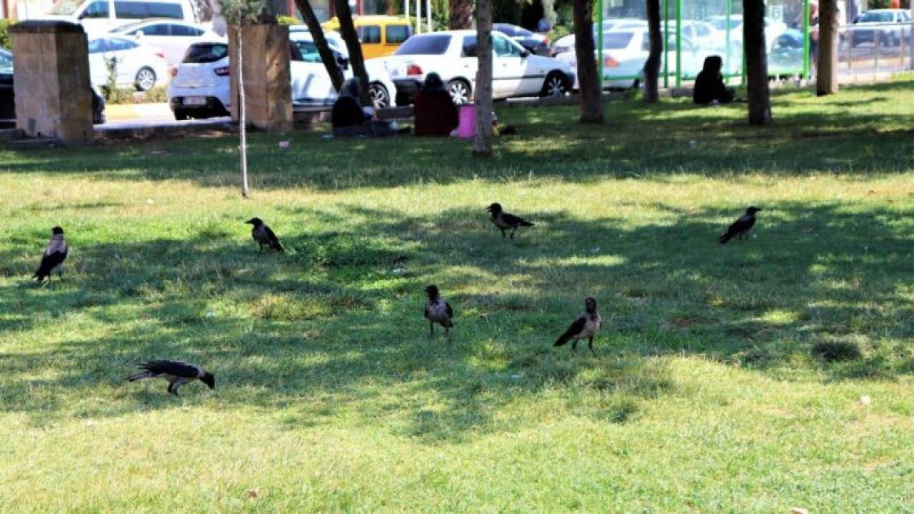 Video Haber...Gaziantep'in komşu ilinde  sıcak hava bunalttı