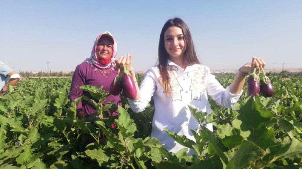 Kaymakam Uçar, patlıcan hasadı yaptı