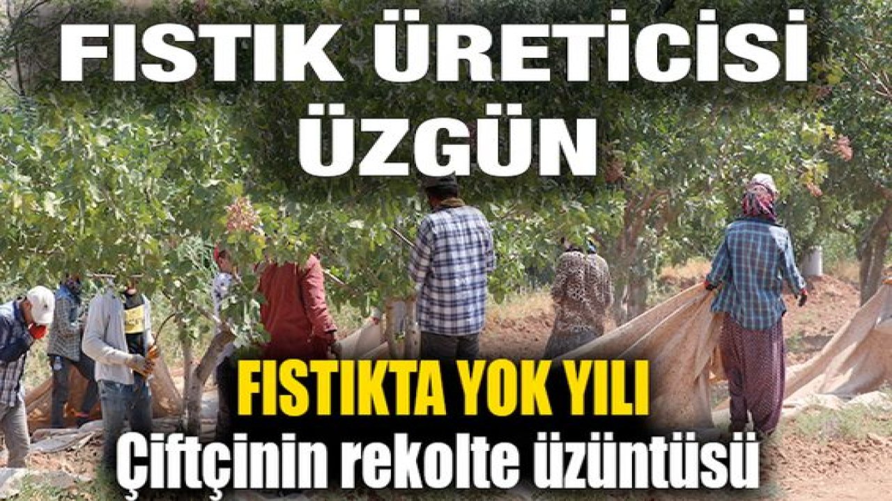 Son Dakika: Gaziantep Fıstığında Yok Yılı! Fıstık Üreticisi Üzgün.