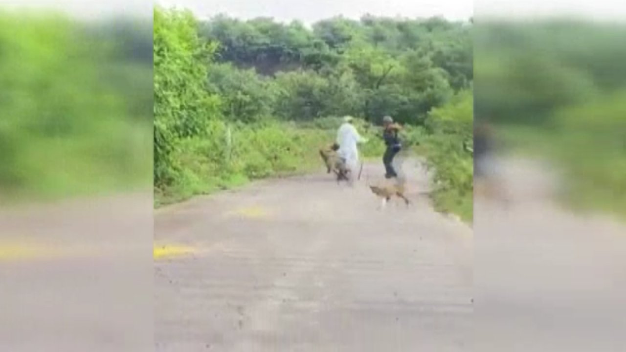 Hindistan’da yolda yürüyen yaşlı adama sırtlan saldırdı