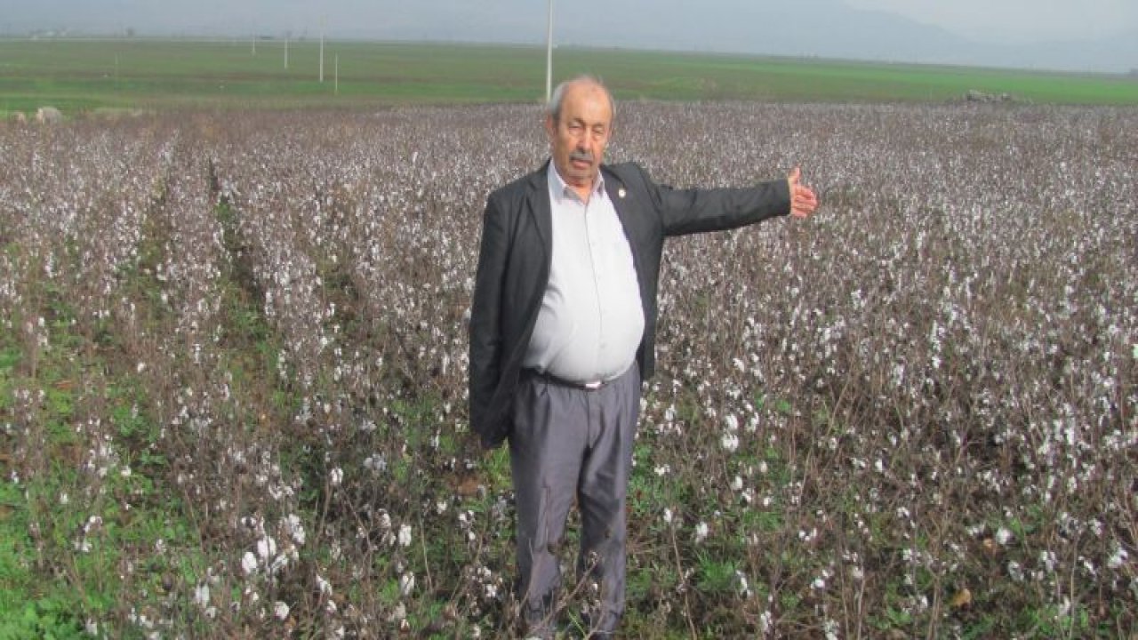 Aşırı yağışlar nedeniyle 'beyaz altın' tarlada kaldı