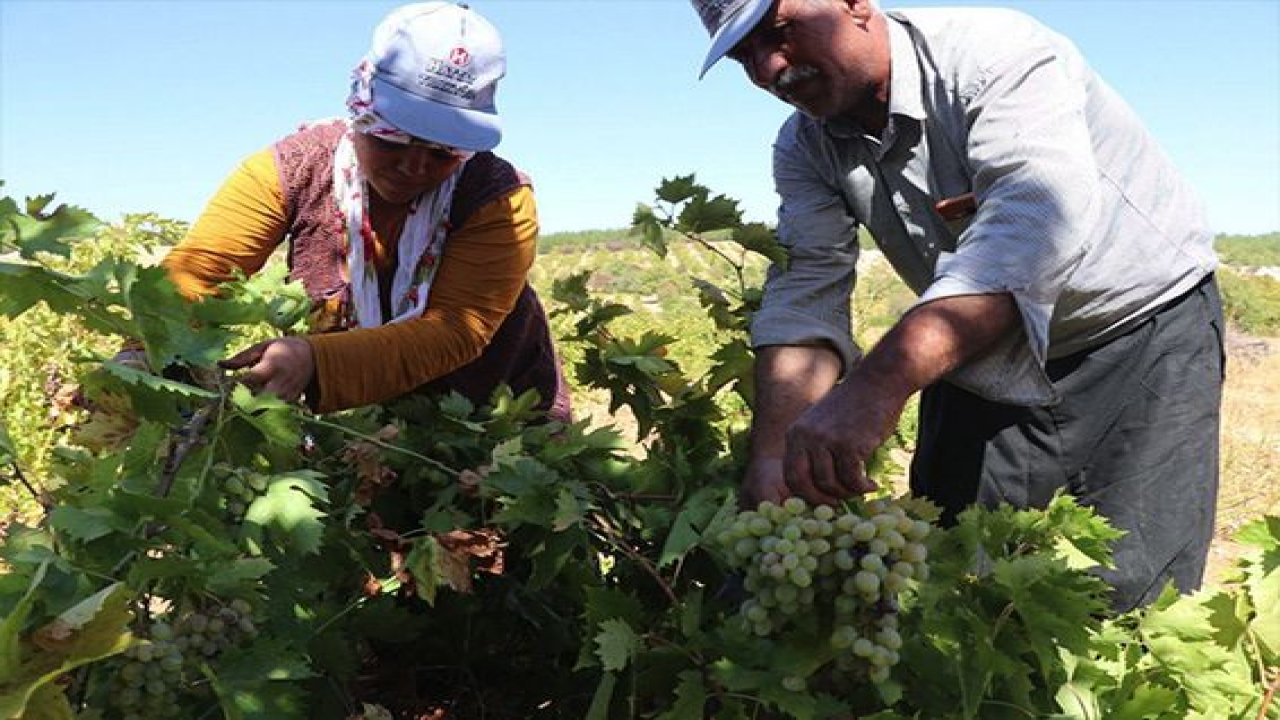 Gaziantep'te üzüm tarlada 3,5, markette 10 TL