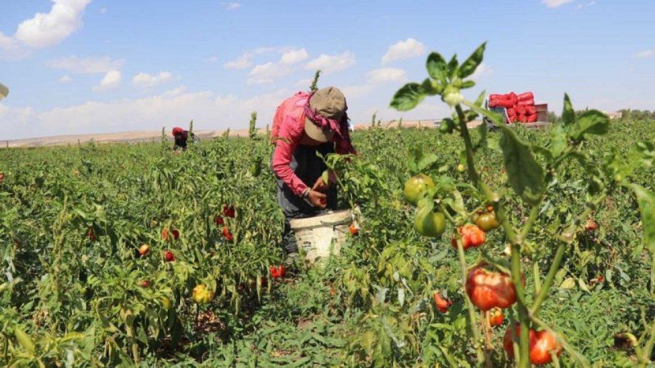 Gaziantep'te biber tarlada 1, markette 4 TL