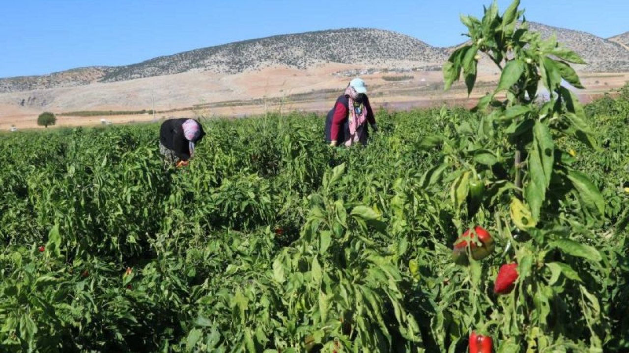 Gaziantep'te biber üreticilerinin yüzü gülüyor