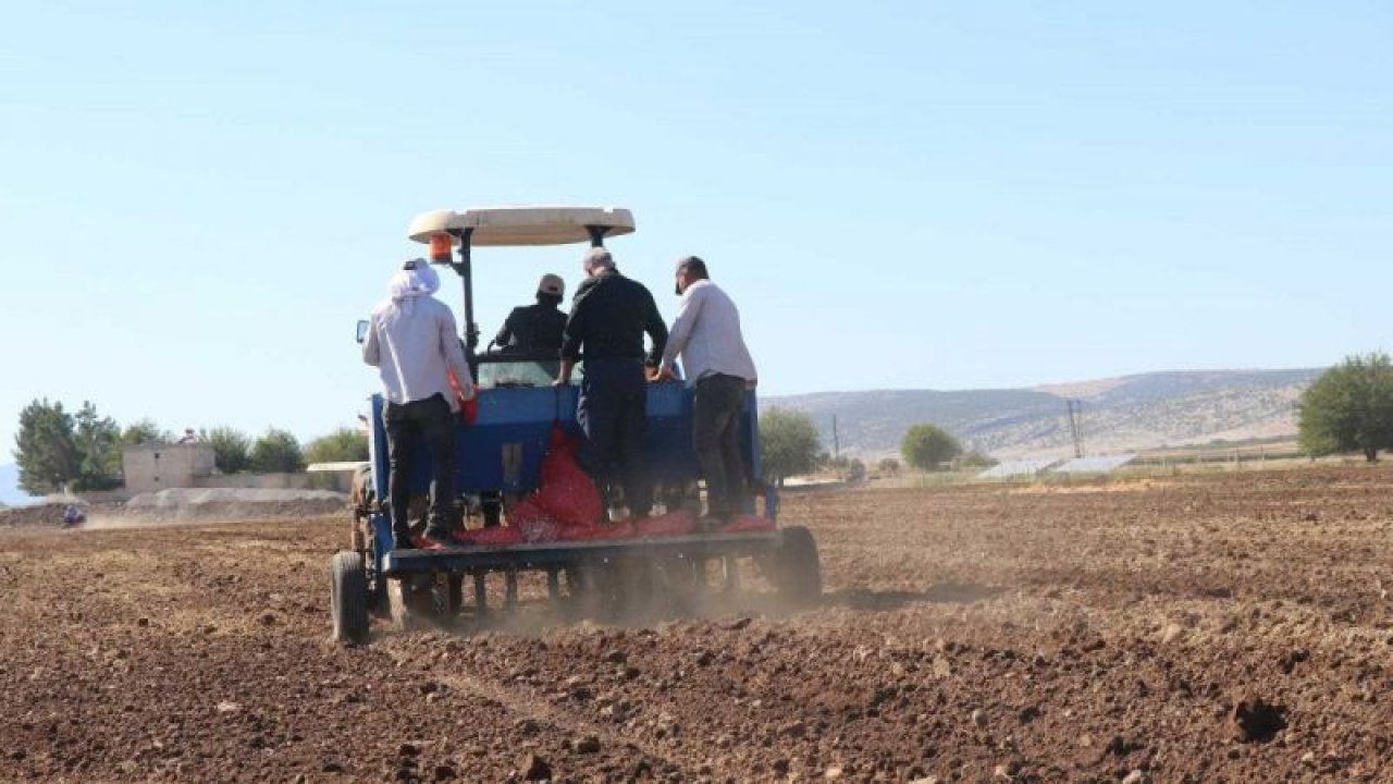 Gaziantep'te sarımsak ekimi sürüyor