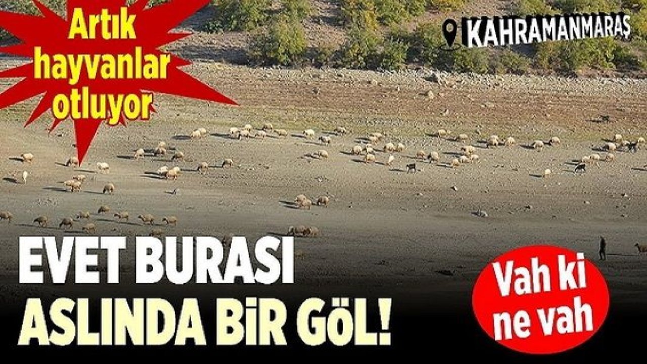 Son Dakika: Foto Haber... Komşu il Maraş'ta göl kurudu! Kahramanmaraş'ta göl kurudu kaldı, artık bataklık bile değil! Hayvanlar otluyor