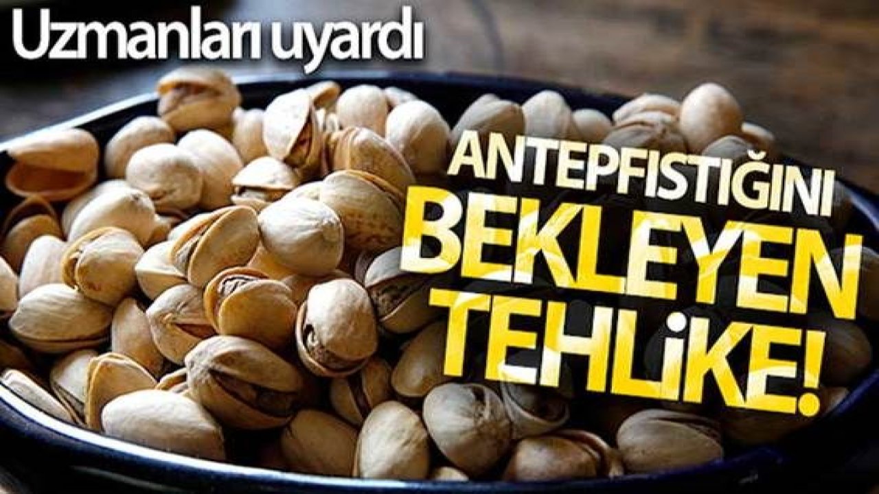 Antepfıstığını bekleyen tehlike