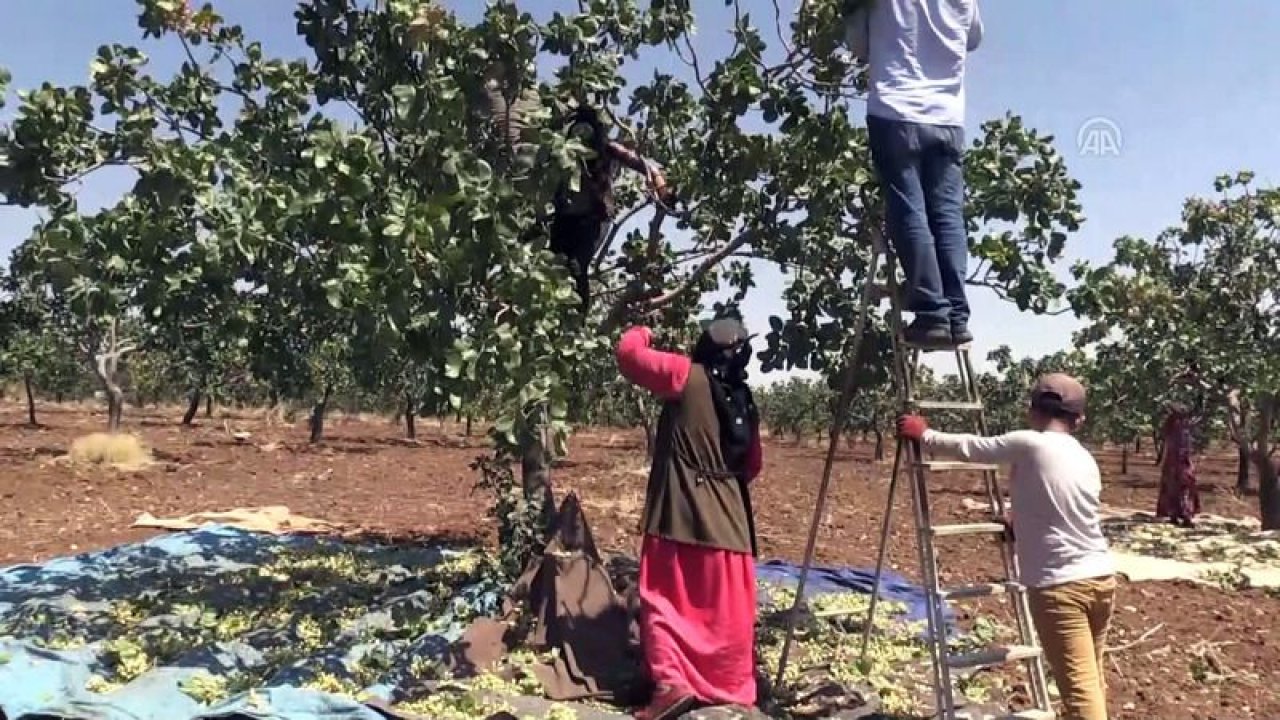 Gaziantep Fıstığını Dünya'nın Dev Firması Toptan Alıyor! Gaziantep’ten en çok Antep Fıstığı alan firma kim?