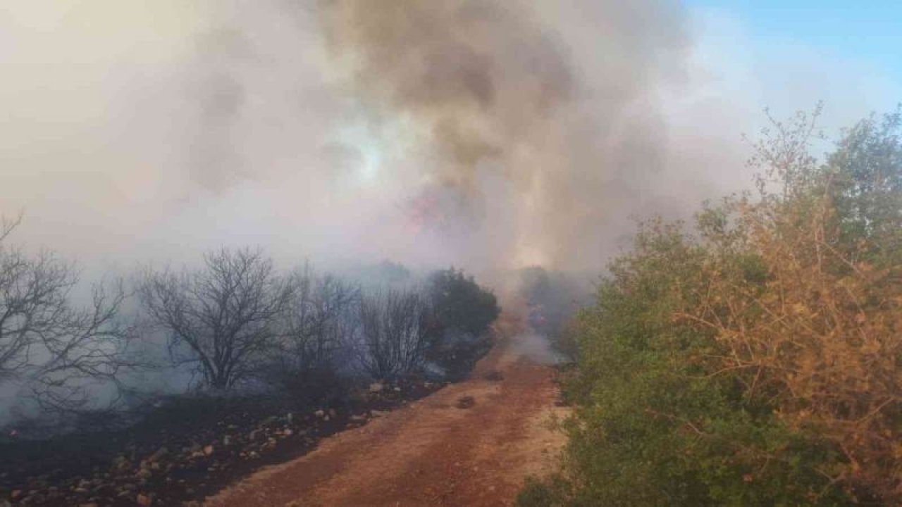 Son Dakika: Video Haber...Gaziantep’te orman yangını