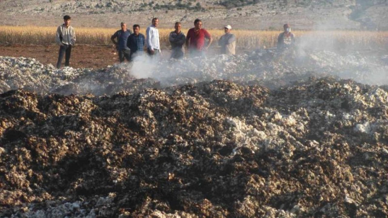 Son Dakika: Video Haber...Bir Yıl Üretti  5 Dakikada Kül Oldu...Araban Ovası’nda hasadı yapılmış 90 ton pamuk yandı