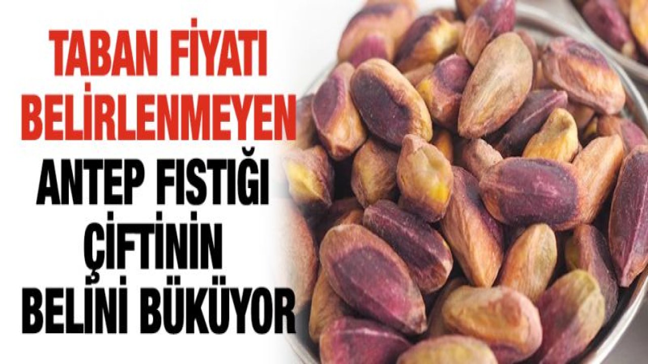 Antep fıstığı çiftinin belini büküyor