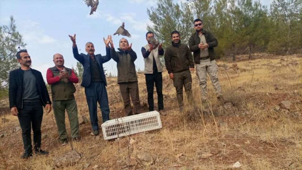 Gaziantep'te 1500 kınalı keklik doğaya bırakıldı