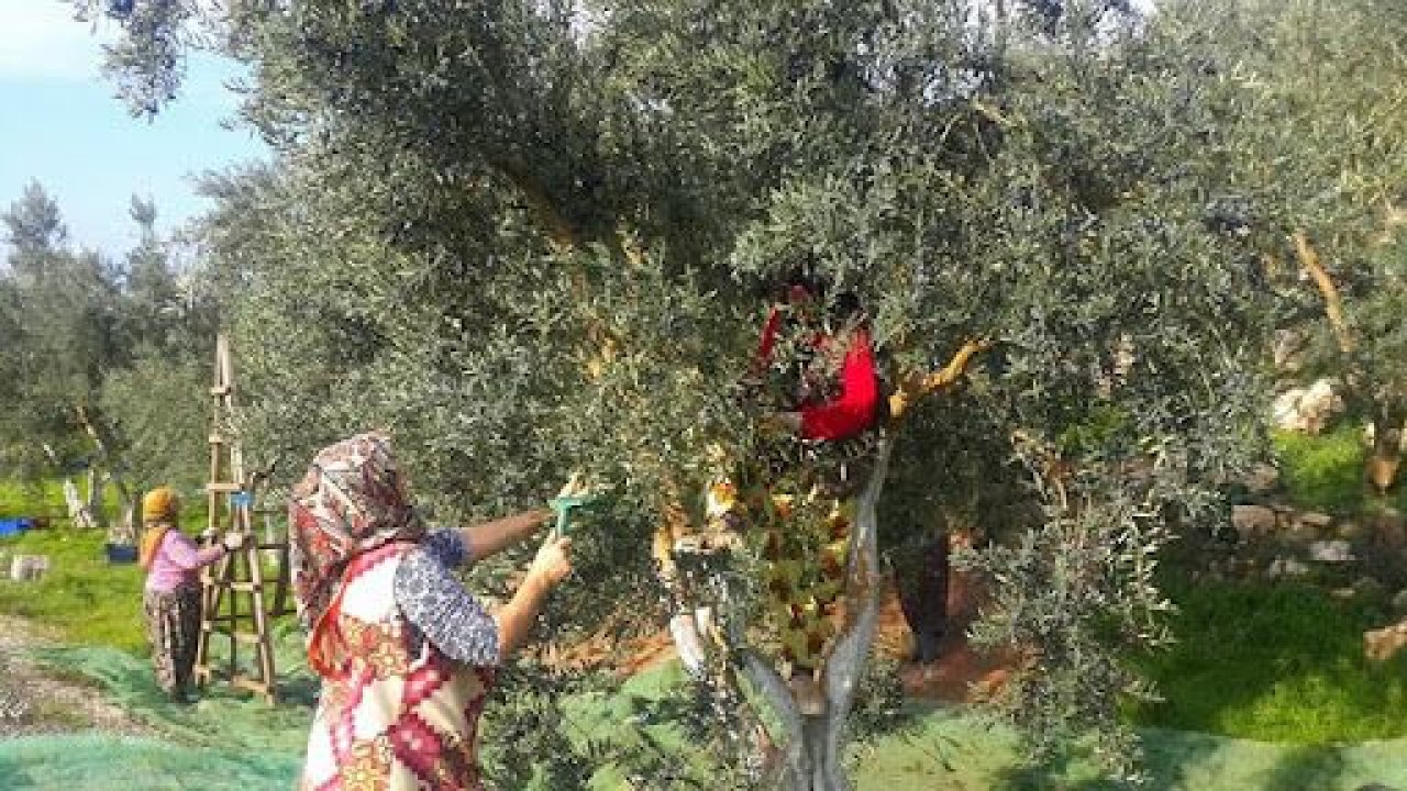 Gaziantep'te zeytini kuraklık vurdu... Bu Yıl Verim Düşük