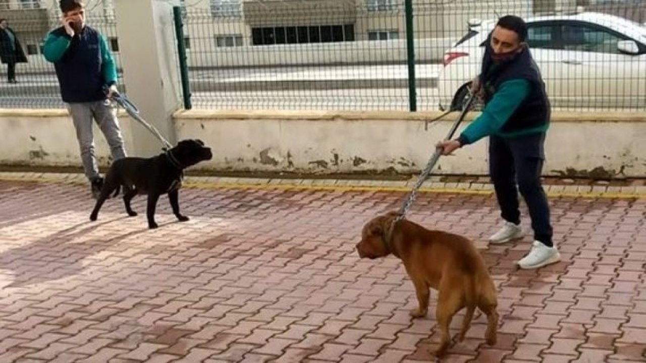 Son Dakika: Video Haber...Gaziantep'te Pitbull dehşeti 4 yaşındaki çocuğu resmen parçaladı