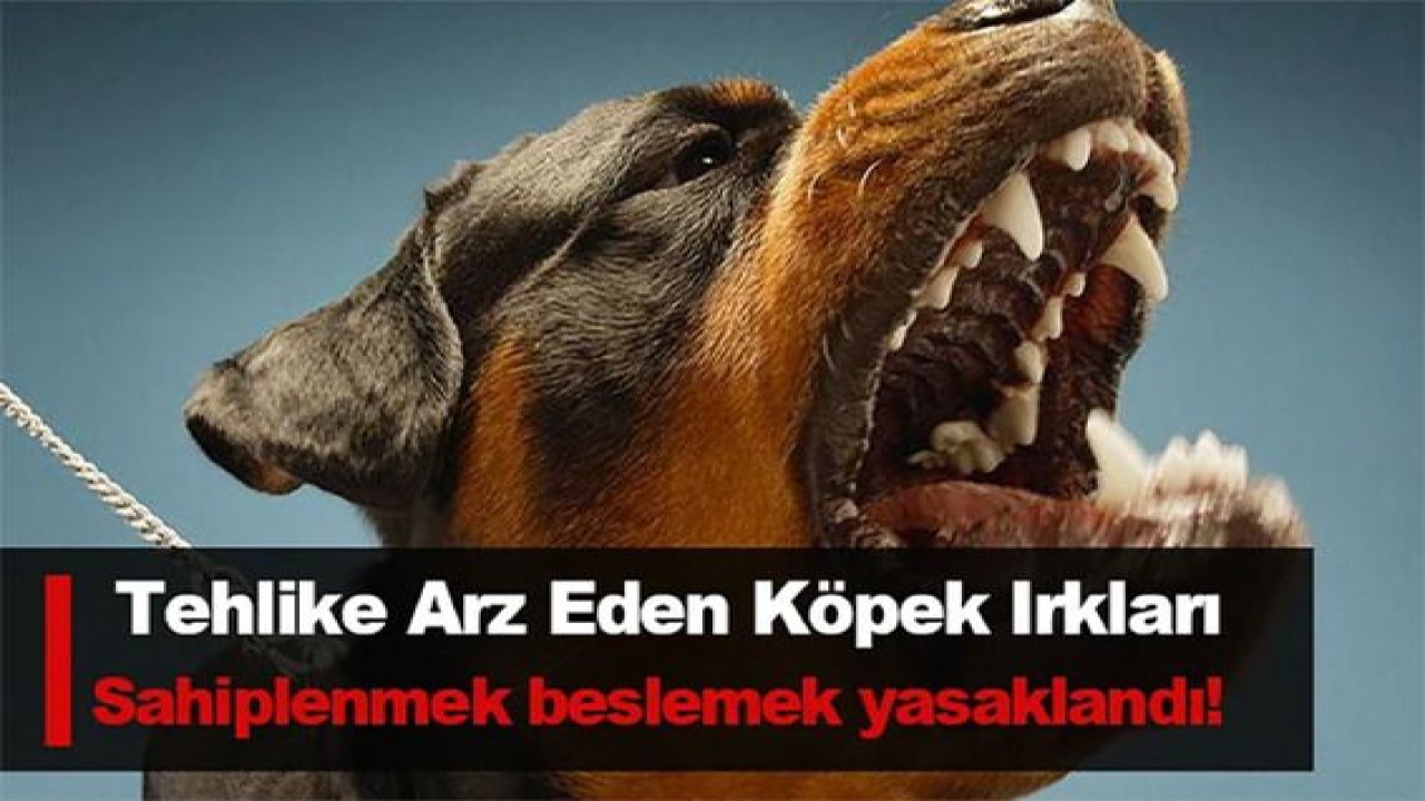 Son Dakika:Foto Haber...Gaziantep'te Dehşet Yaşatan PittBull'un Beslenmesi Yasakmış...İşte Tehlikeli Köpek Irkları