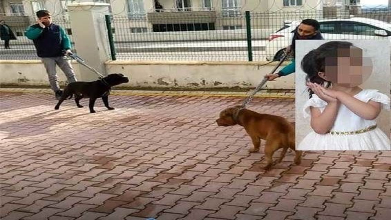 Son Dakika: Video Haber...Gaziantep'te Pitbull saldırısına uğrayan Asiye’nin hayati tehlikesi sürüyor