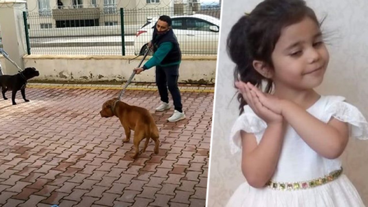 Son Dakika: Gaziantep'te PittBull Cinsi Köpeklerin Saldırısına Uğrayan Küçük Asiye ölüm kalım savaşı veriyor! Sahipleri tutuklandı mı?