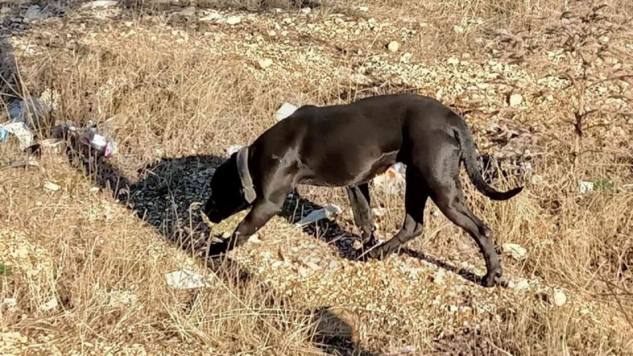 Son Dakika: Video Haber...Gaziantep’te sahipsiz pitbull paniği