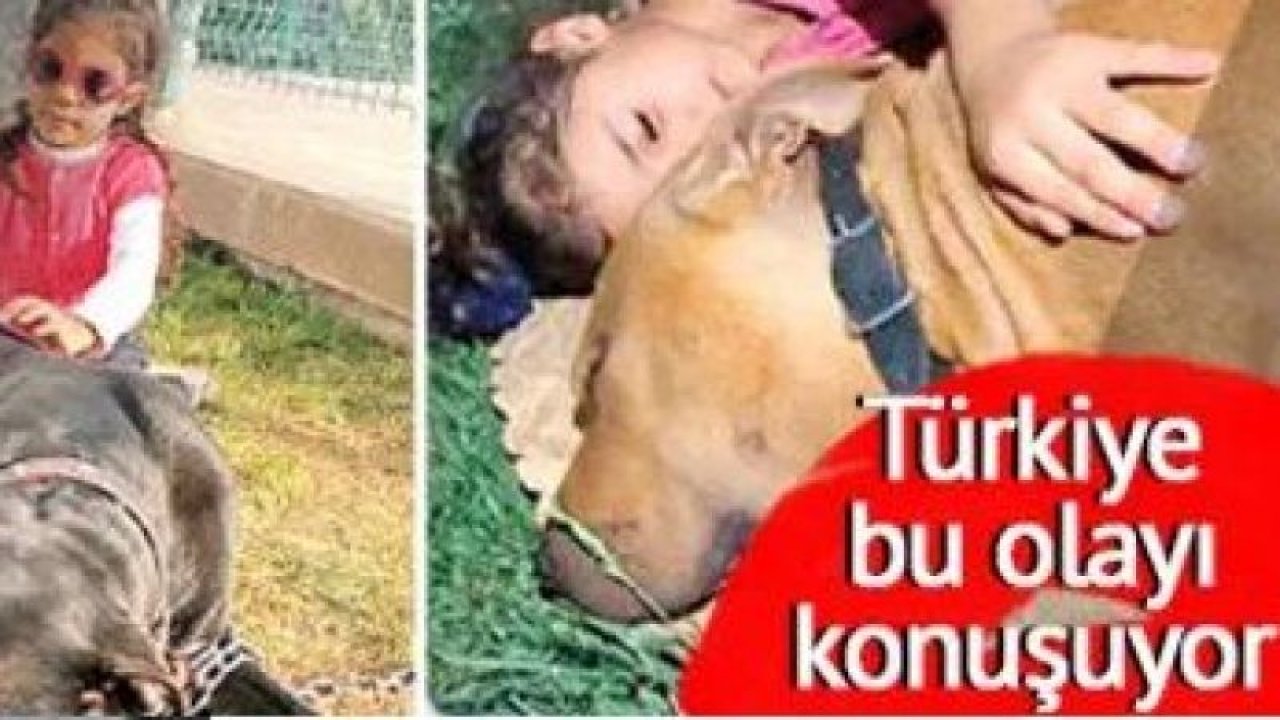 Son Dakika: Gaziantep'te Pitbull dehşetinde Yeni gelişme!Asiye Ateş’in yaralandığı pitbull dehşetindeki yeni görüntüler şaşırttı!