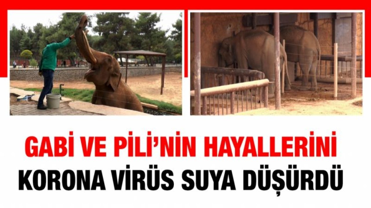 Gabi ve Pili’nin hayallerini korona virüs suya düşürdü