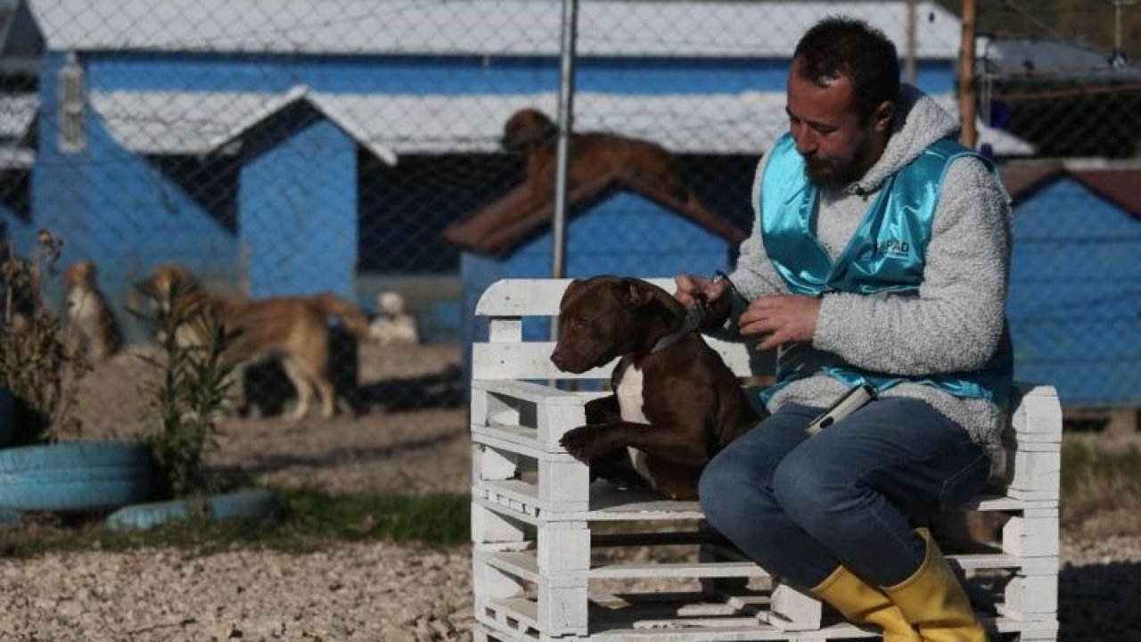 Sokağa bırakılan pitbullar ile dost oldu