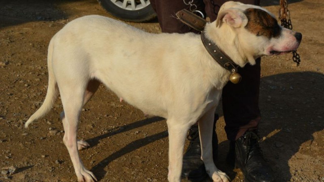 Son Dakika...Gaziantep'te terk edilen pitbull cinsi 10 köpek barınağa alındı