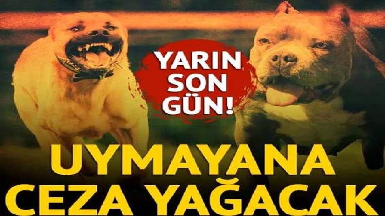 Dikkat...Yasaklı 6 köpek ırkının kayıt altına alınması için yarın son gün! Uymayana ceza yağacak