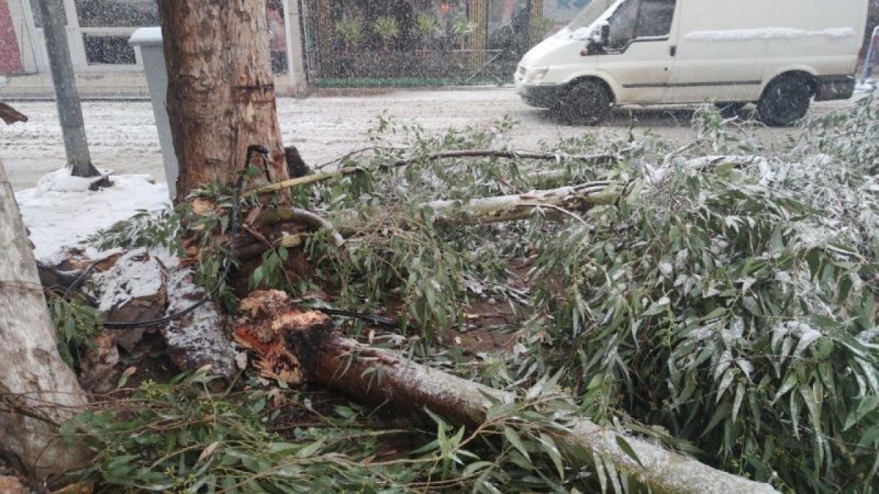 Son Dakika...Gaziantep’te yoğun kar yağışı nedeniyle ağaçlar devrildi