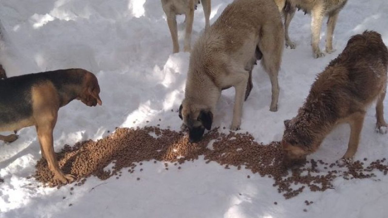 Sokak köpeklerine Gaziantep Büyükşehir Belediyesi sahip çıktı!