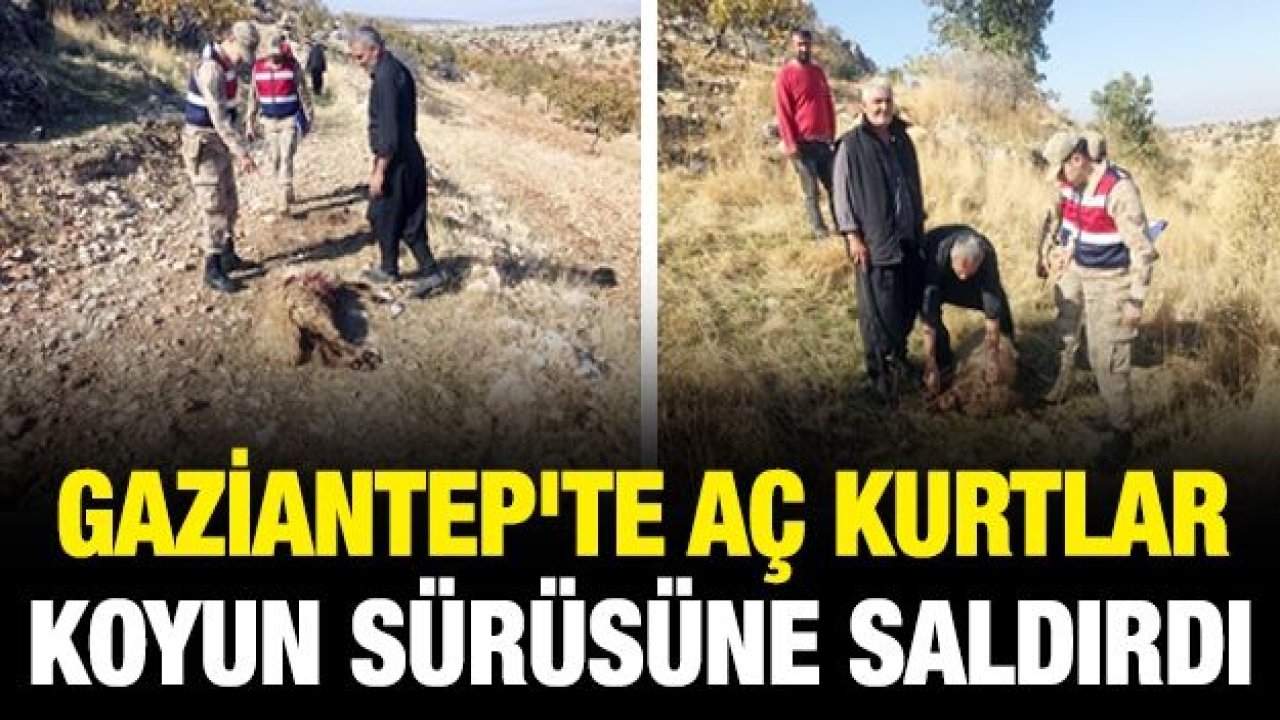 Gaziantep'te kurt dehşeti