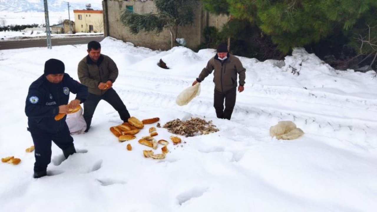 Gaziantep'te yaban hayvanları için doğaya yem bırakıldı