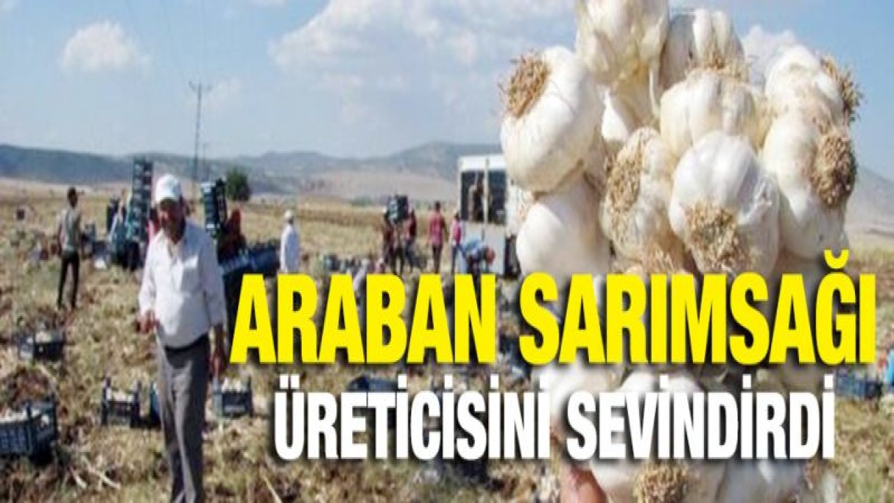 Araban sarımsağı üreticiyi sevindirdi