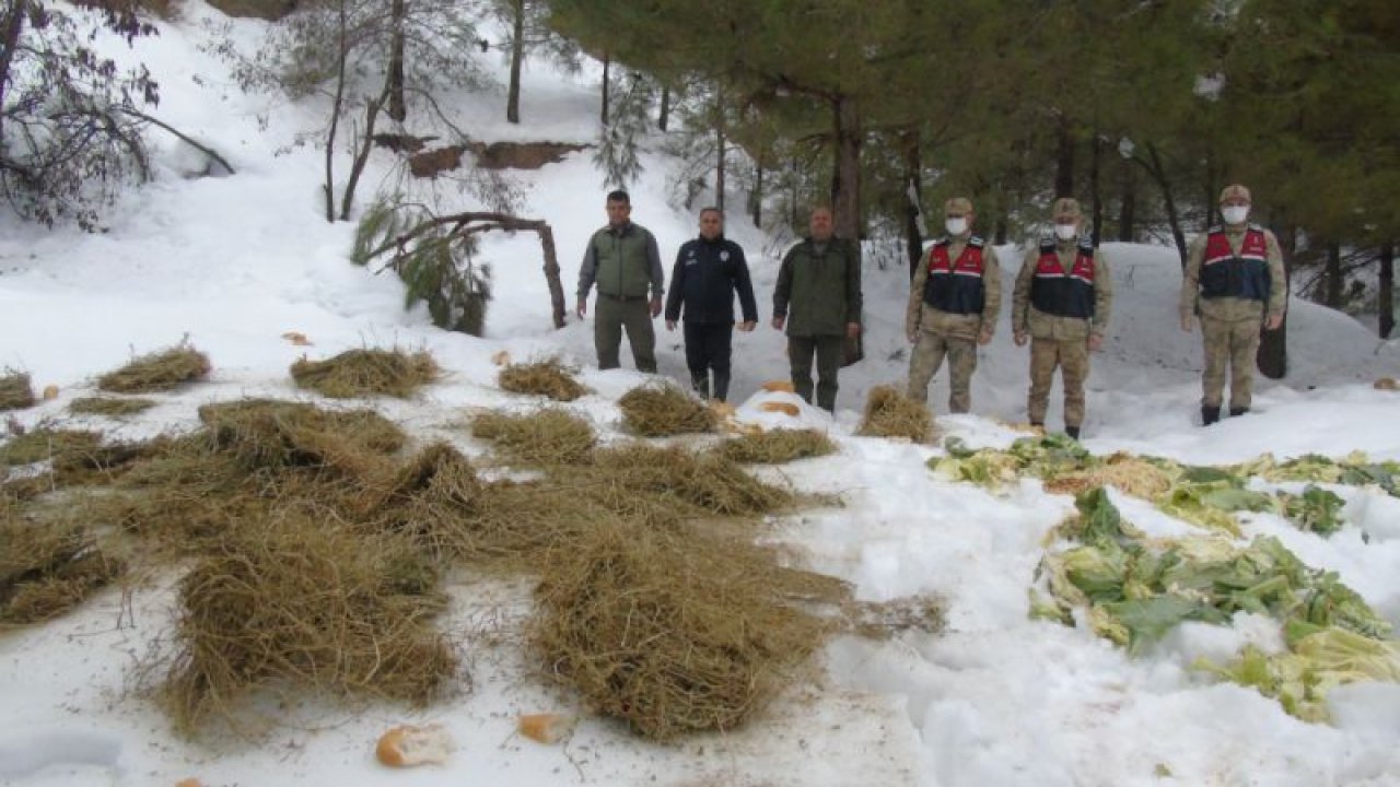 Video Haber...Gaziantep'te yaban hayvanları için doğaya yem bırakıldı