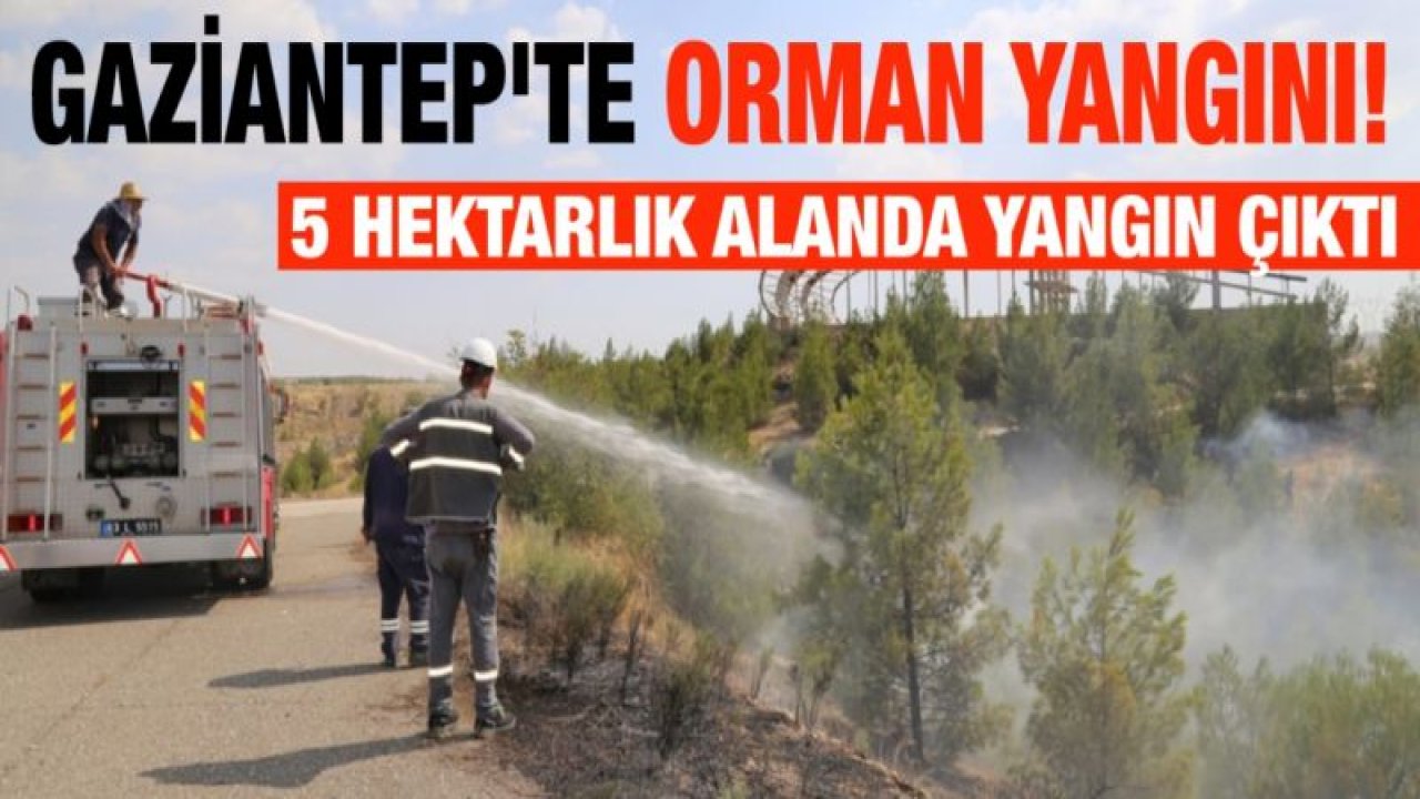 Gaziantep'te orman yangını!