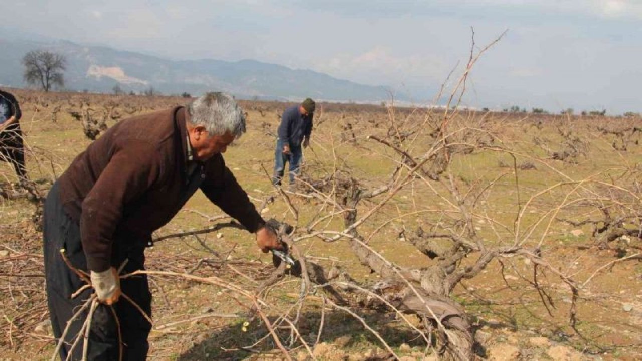 Antep karası üzümünde budama mesaisi başladı