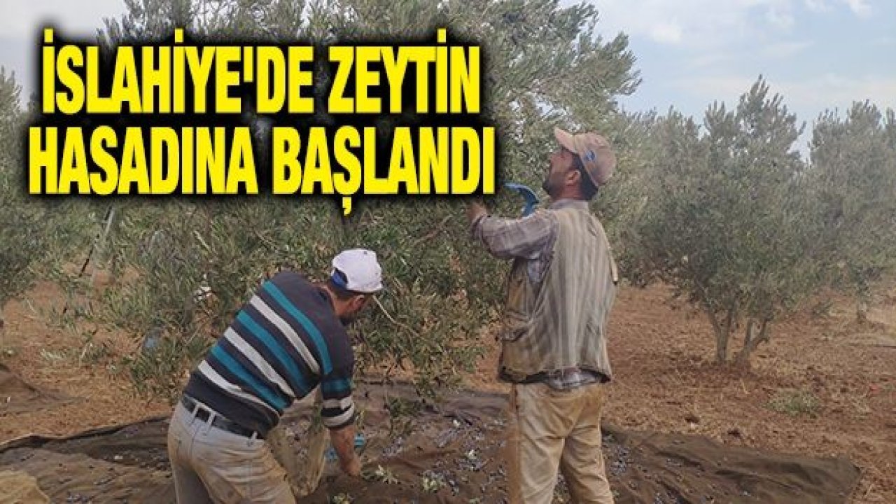 İslahiye'de zeytin hasadına başlandı