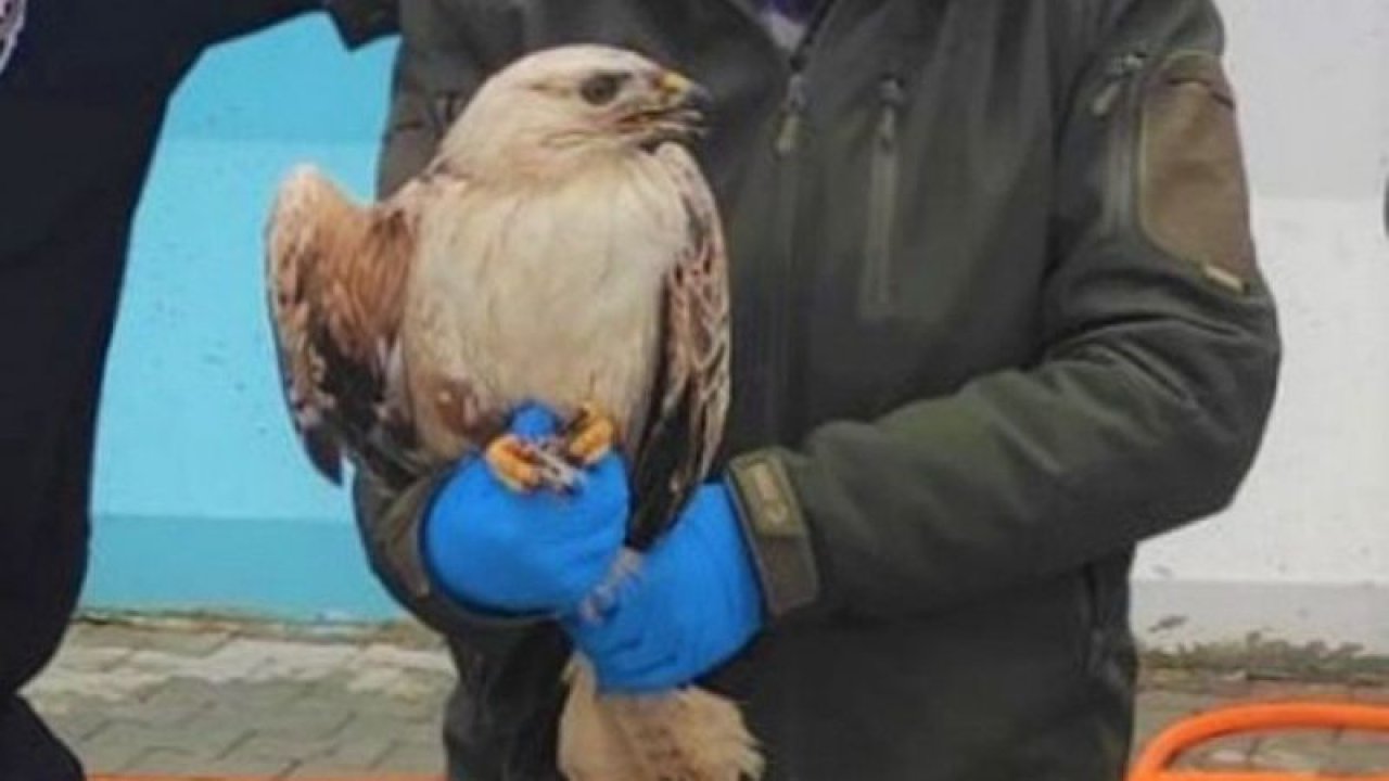 Polisin bulduğu yaralı kartal tedavi altına alındı