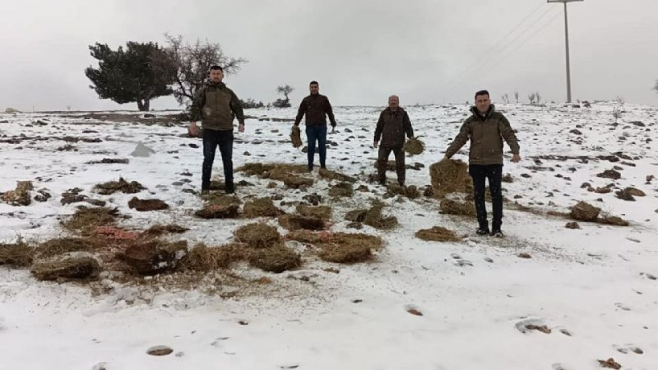 Gaziantep'te yaban hayvanları için doğaya yem bırakıldı