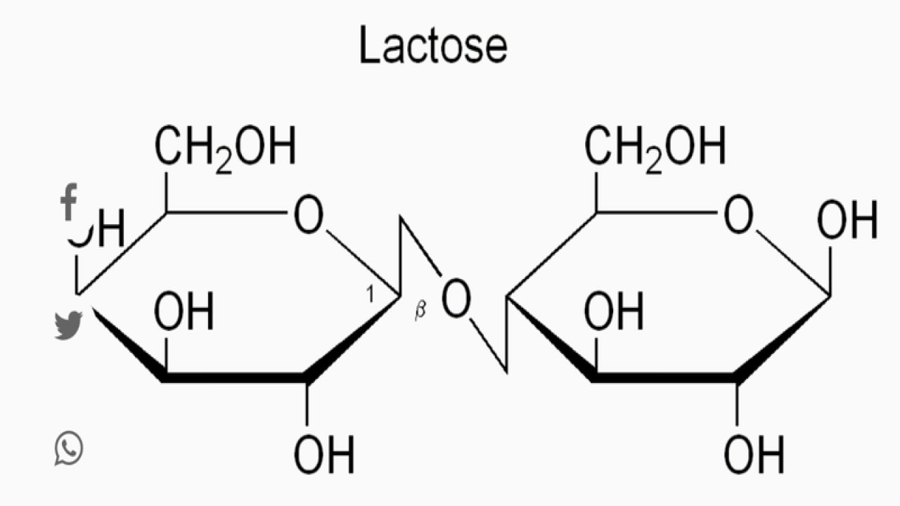 Laktozlu Süt ve Laktozsuz Süt Nedir?