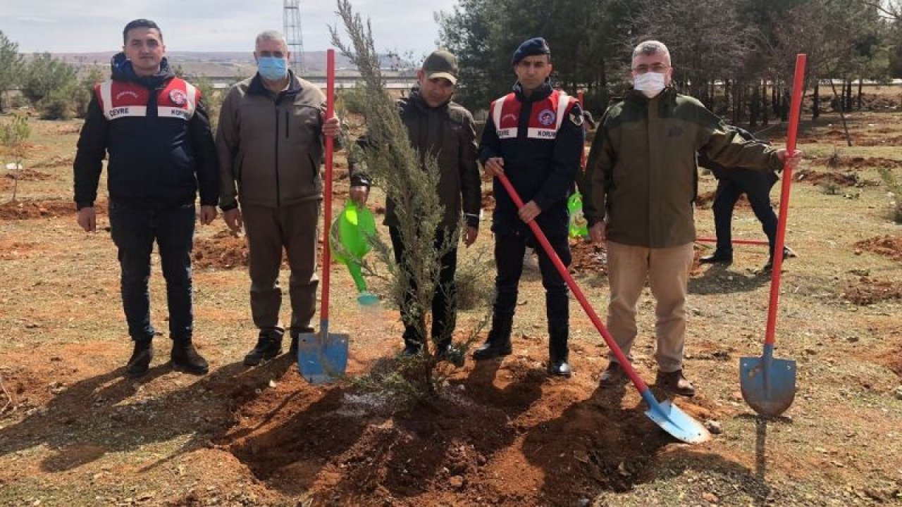 Orman haftasında Jandarmadan fidan dikimi