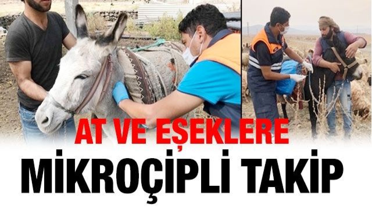 İslahiye'de at ve eşeklere mikroçipli takip