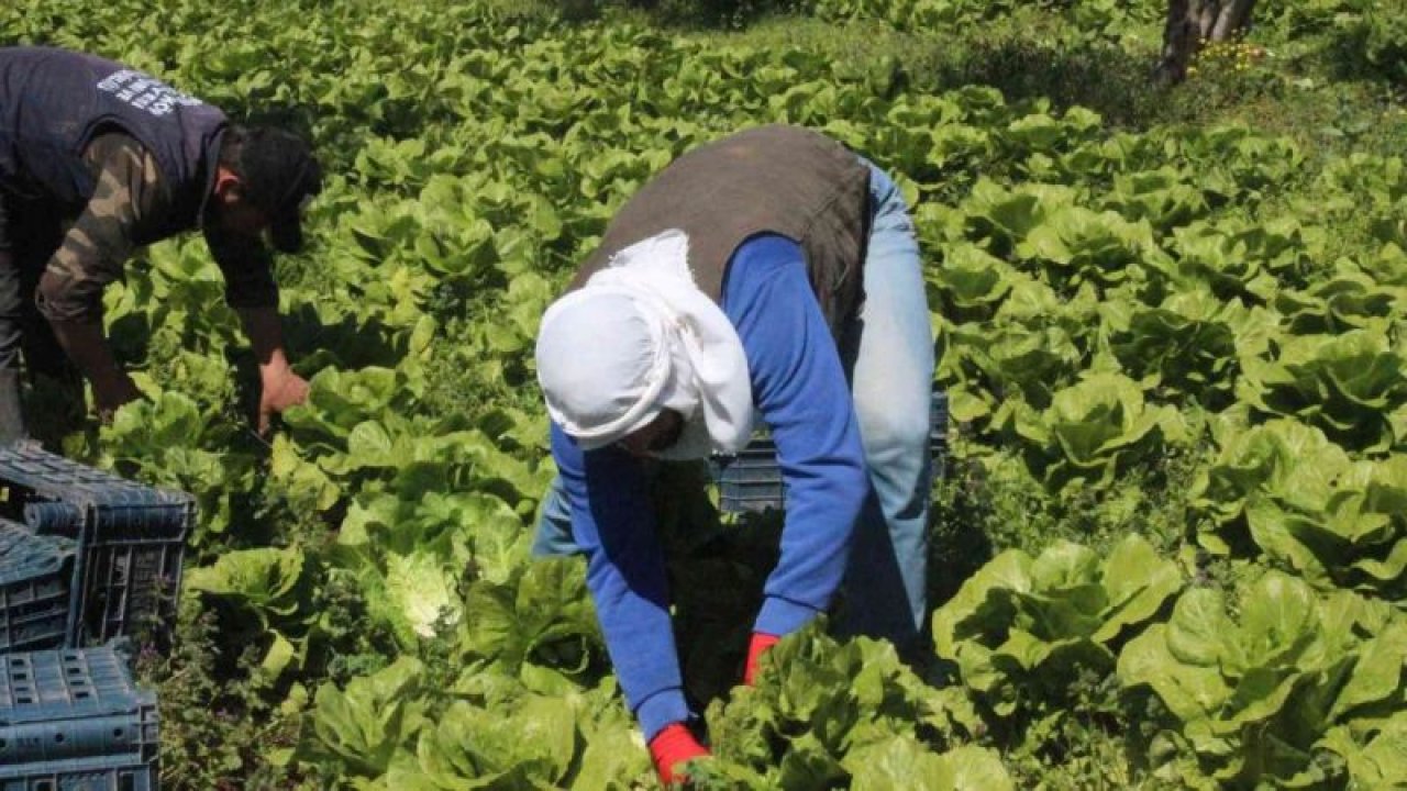 Bu nasıl oluyor? Dibimizde Kiliste marul Tarlada 2 TL Gaziantep'te markette 10 TL... Hemde birinci sınıf Marulun tanesi tarlada 2 TL markette 10 TL...