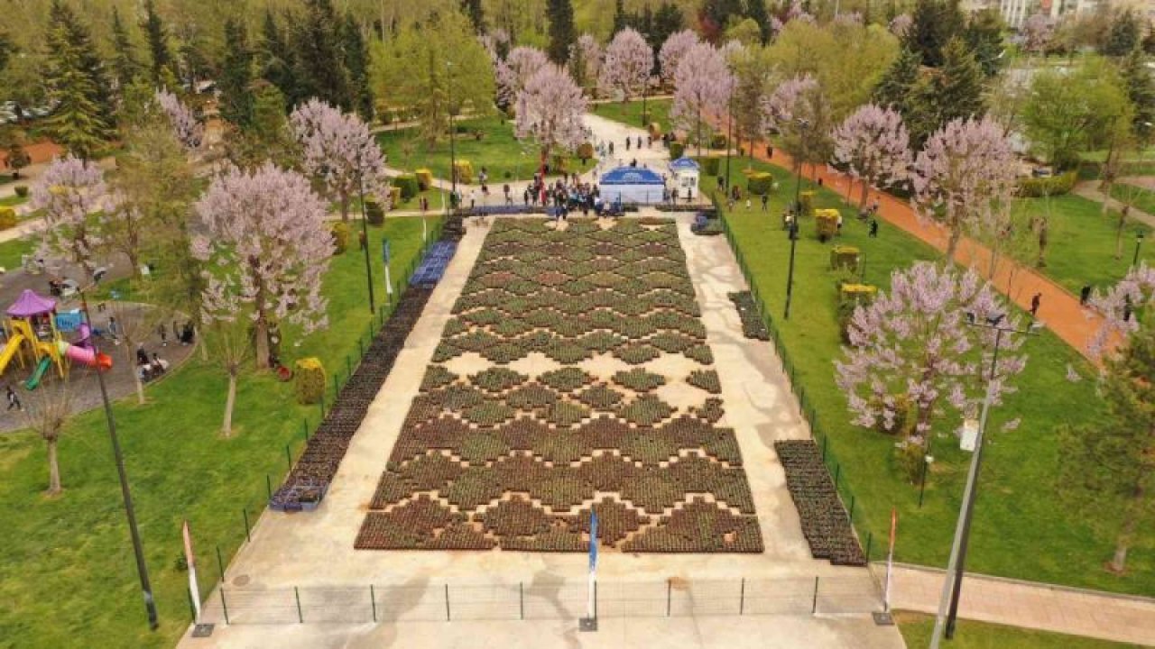 Gaziantep’te lale devri