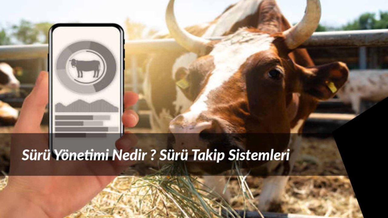 Sürü Yönetimi Nedir?