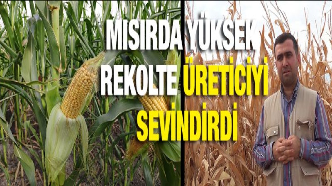 Mısırda yüksek rekolte sevinci