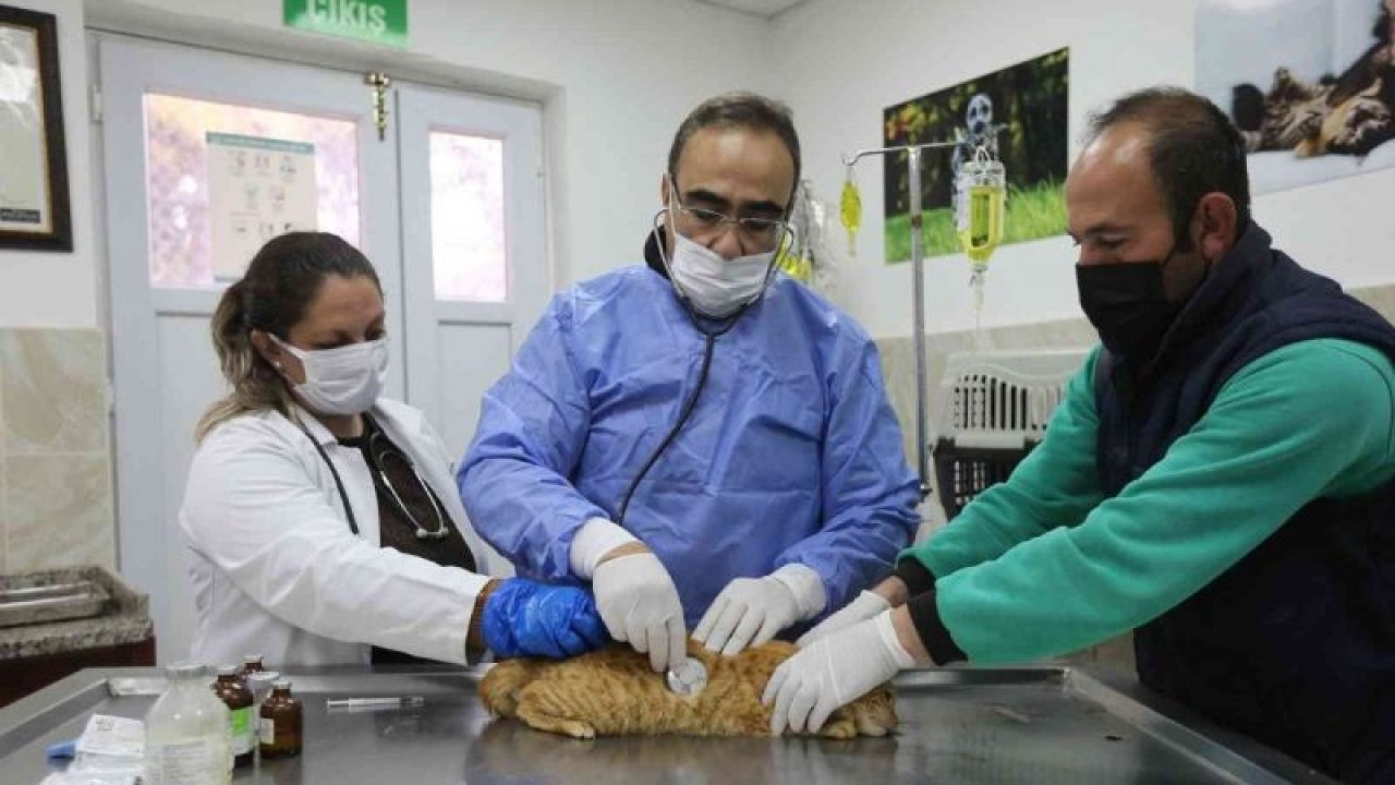 Gaziantep’te 4 ayda 150 sokak hayvanına yeni yuva bulundu