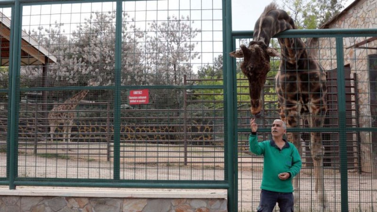 Gaziantep Hayvanat Bahçesi'nin maskotu olan ve 6  yıl sonra eş bulunan zürafa Şakir'in, baba olması için çalışılıyor